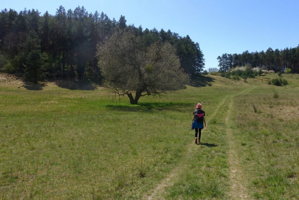 Wanderweg im Naturschutzgebiet Charlottenhöhe.