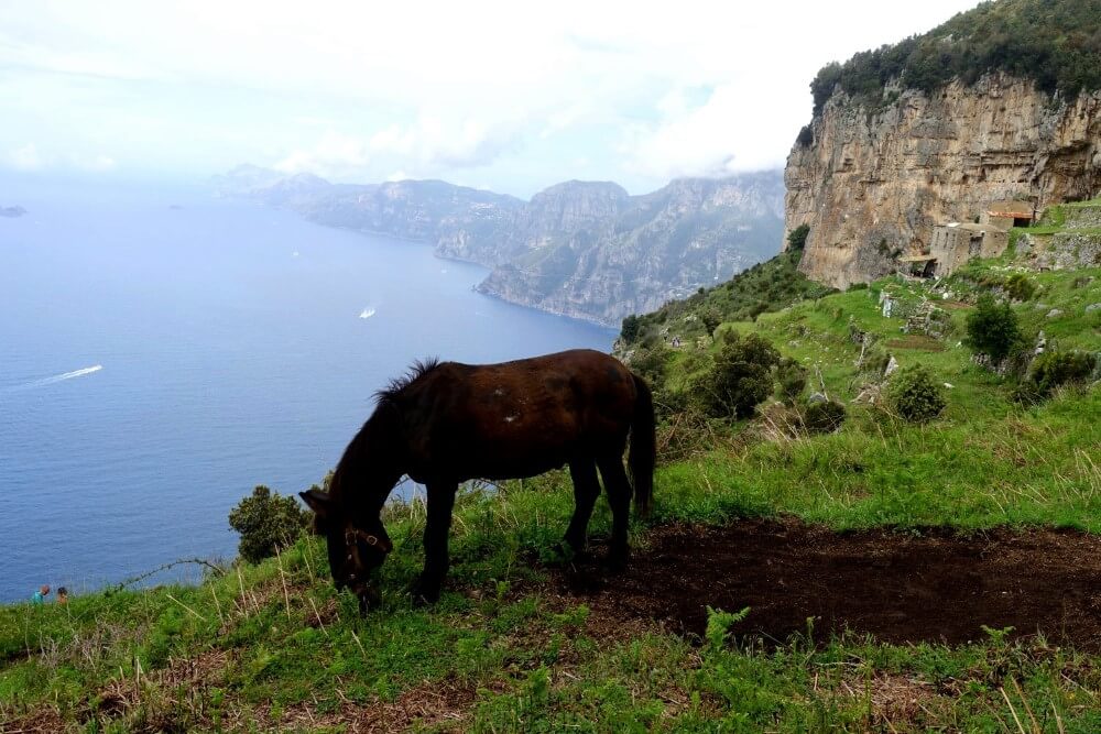 Pferd auf dem Weg der Götter