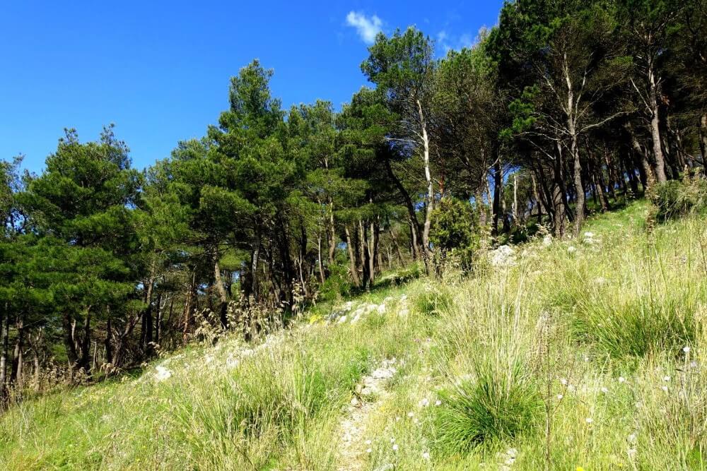 Pinienwälder Amalfiküste