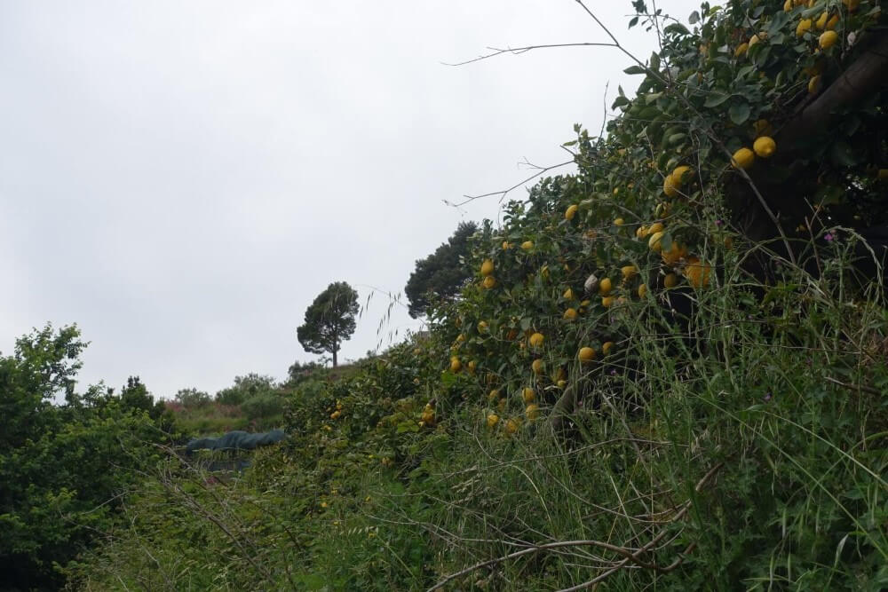 Zitronen am Weg