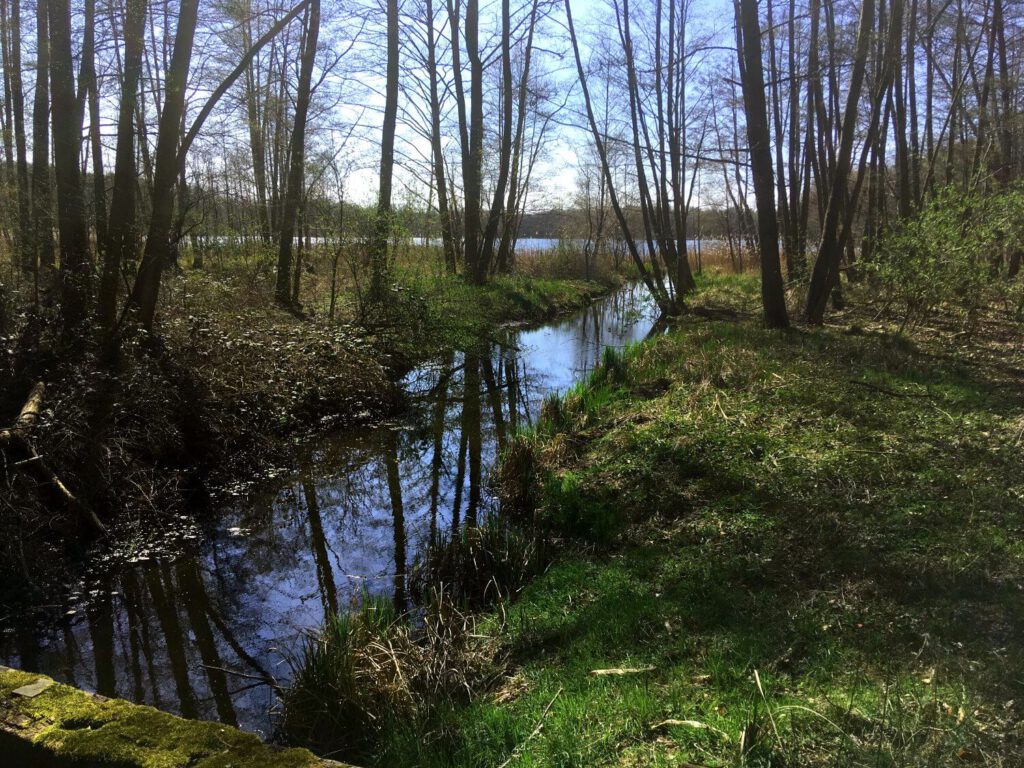 Großer Beutelsee im Naturpark Uckermärkische Seen.
