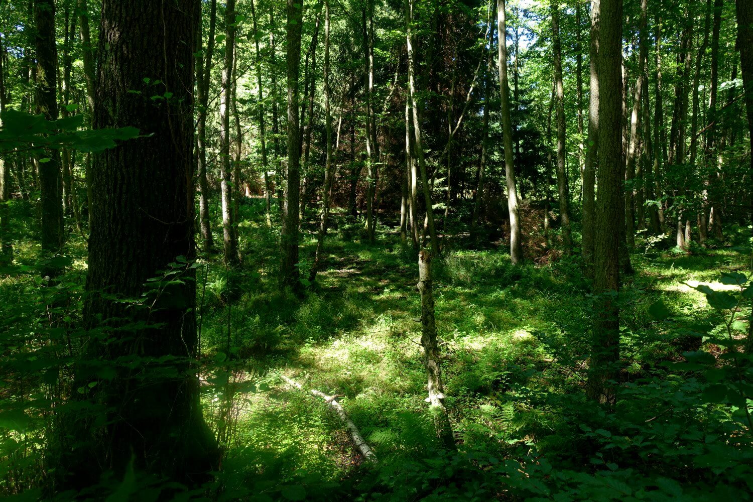 Dichter Wald im oberen Schlaubetal.