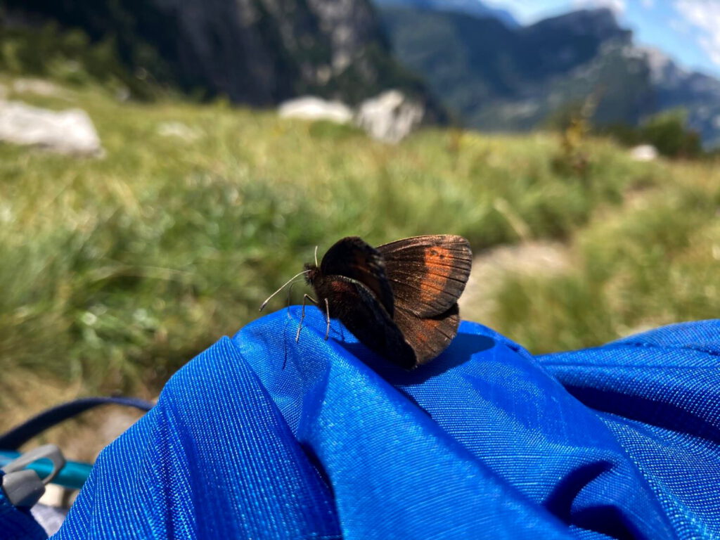 Schmetterling auf einem Rucksack.