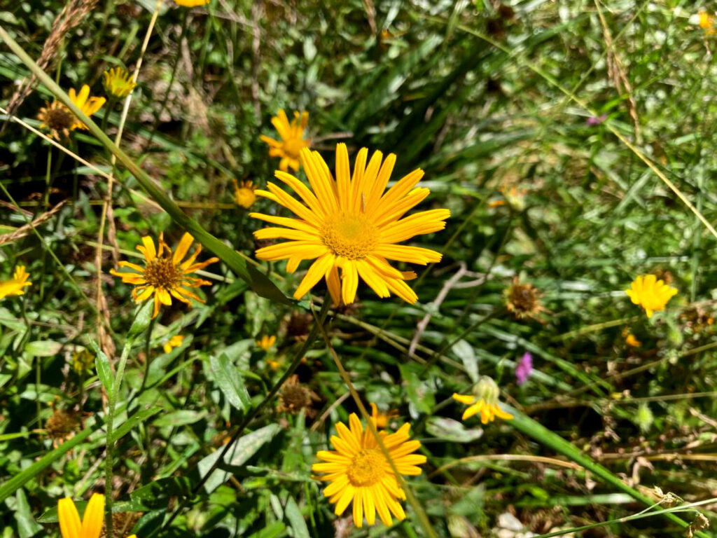 Blumen im Triglav-Nationalpark.