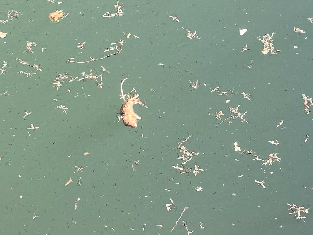 Tote Maus in einer offenen Zisterne in den Lefka Ori.