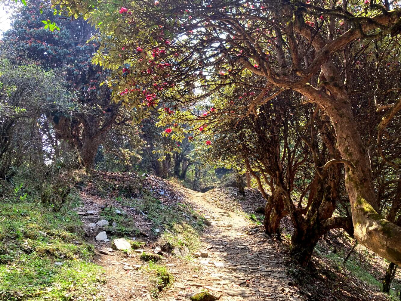 Wanderung von Ghorepani nach Tadapani zwischen Rhododendron-Bäumen.