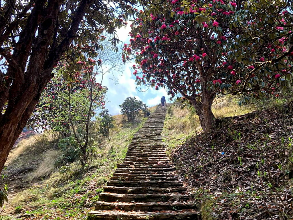 Blühende Rhododendronbäume im April.
