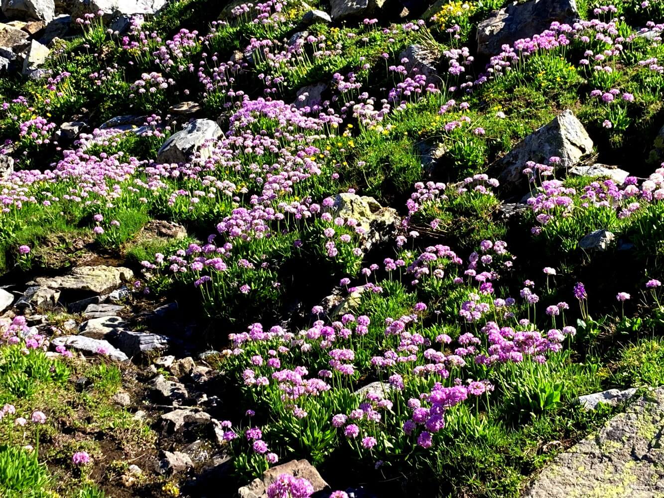Blumen im alpinen Terrain in den Bergen der Türkei.