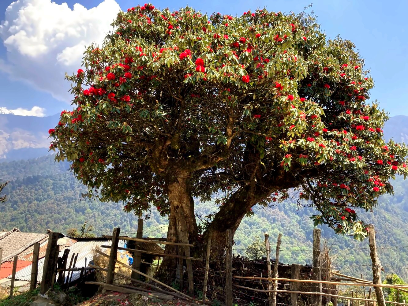 Rhododendronbaum in Ghorepani.
