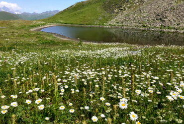 Wanderung von Ushguli nach Chvelpi über den Latpari-Pass: Traum(a)-Tour mit kleinen Schwächen
