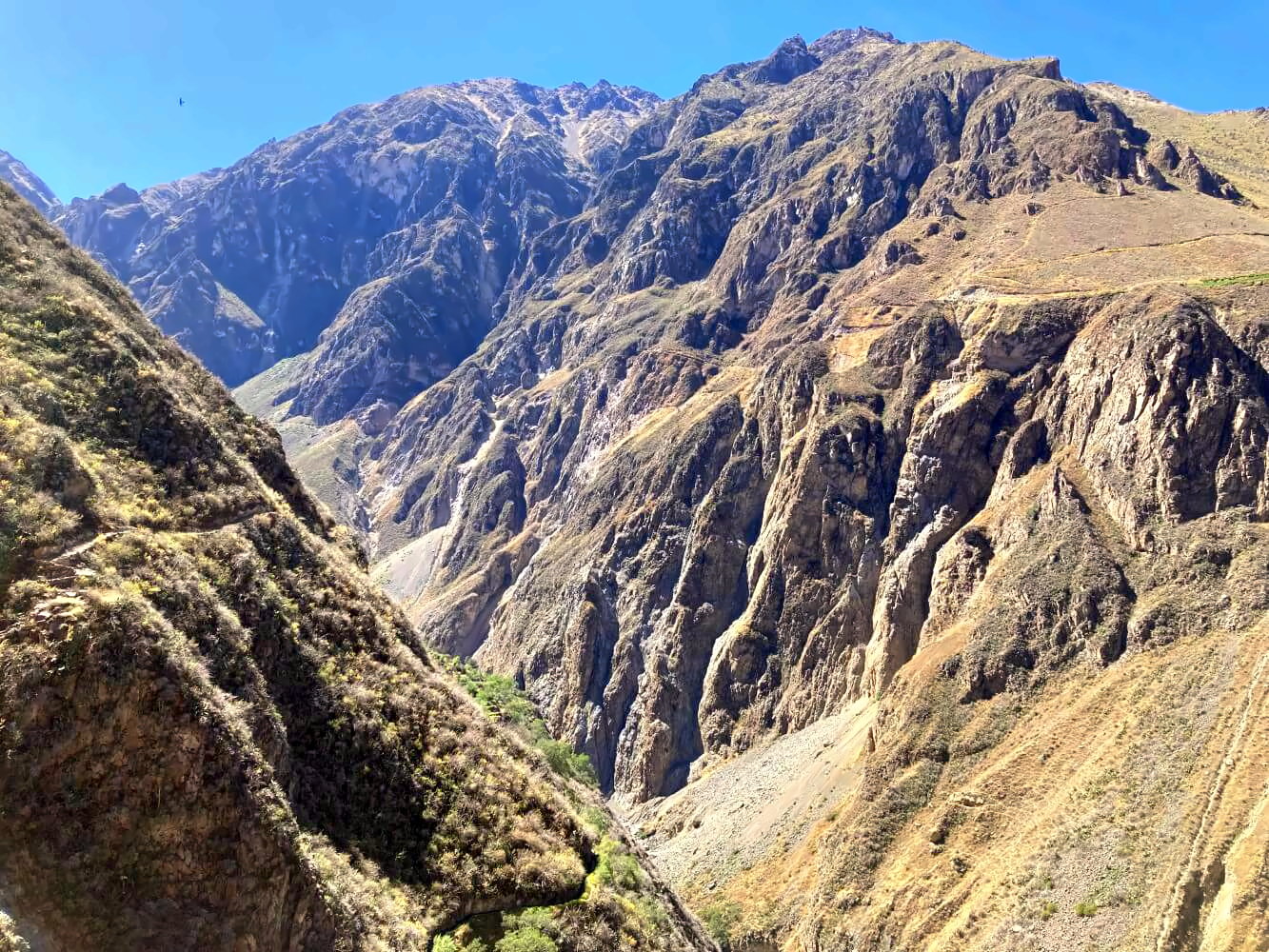 Blick in den Colca Canyon mit Kondor am Himmel.
