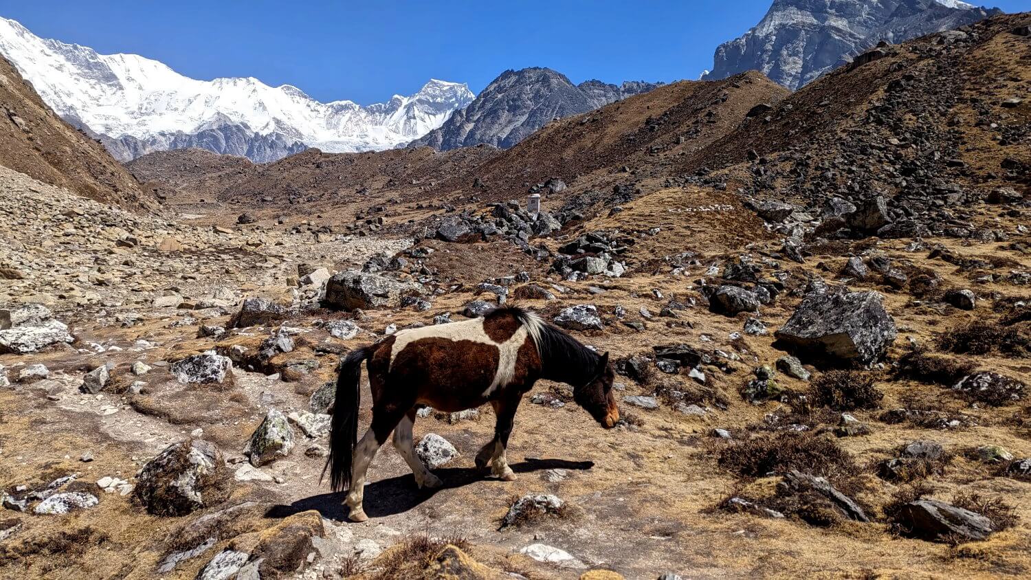 Pony im Gebirge des Himalaya.