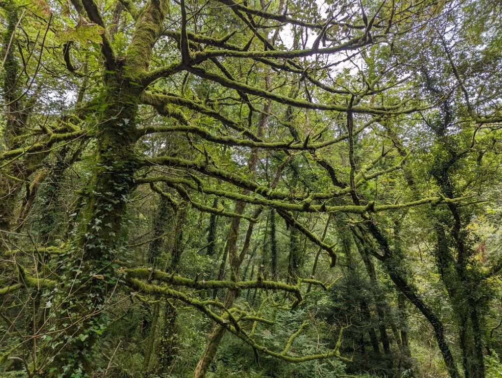 Im Longtimber Wood im Dartmoor.