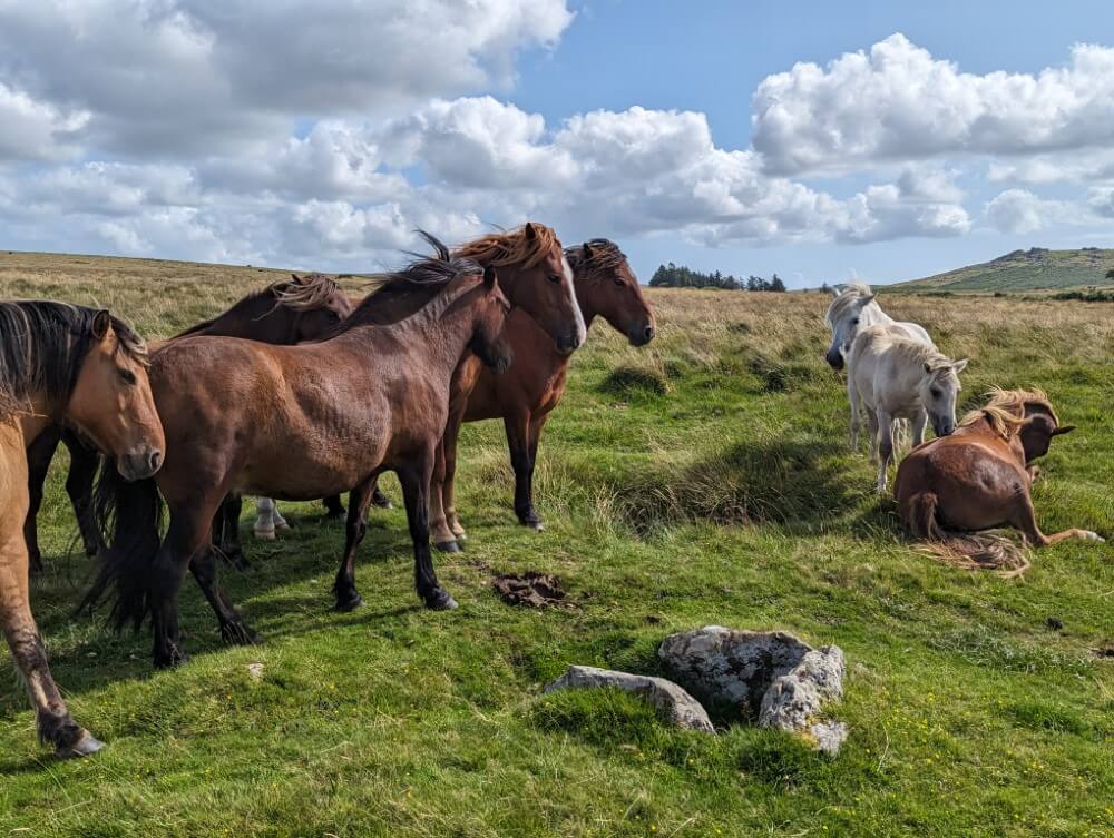 Dartmoor Ponies.