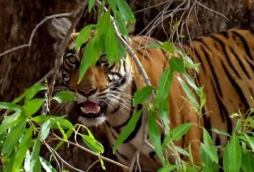 5 Tage im Chitwan-Nationalpark: Reisebericht + praktische Tipps Chitwan Nationalpark Artikelbild