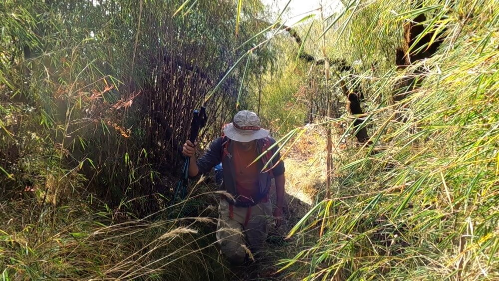 Überwuchterter Trekkingweg in Nepal im Dezember.