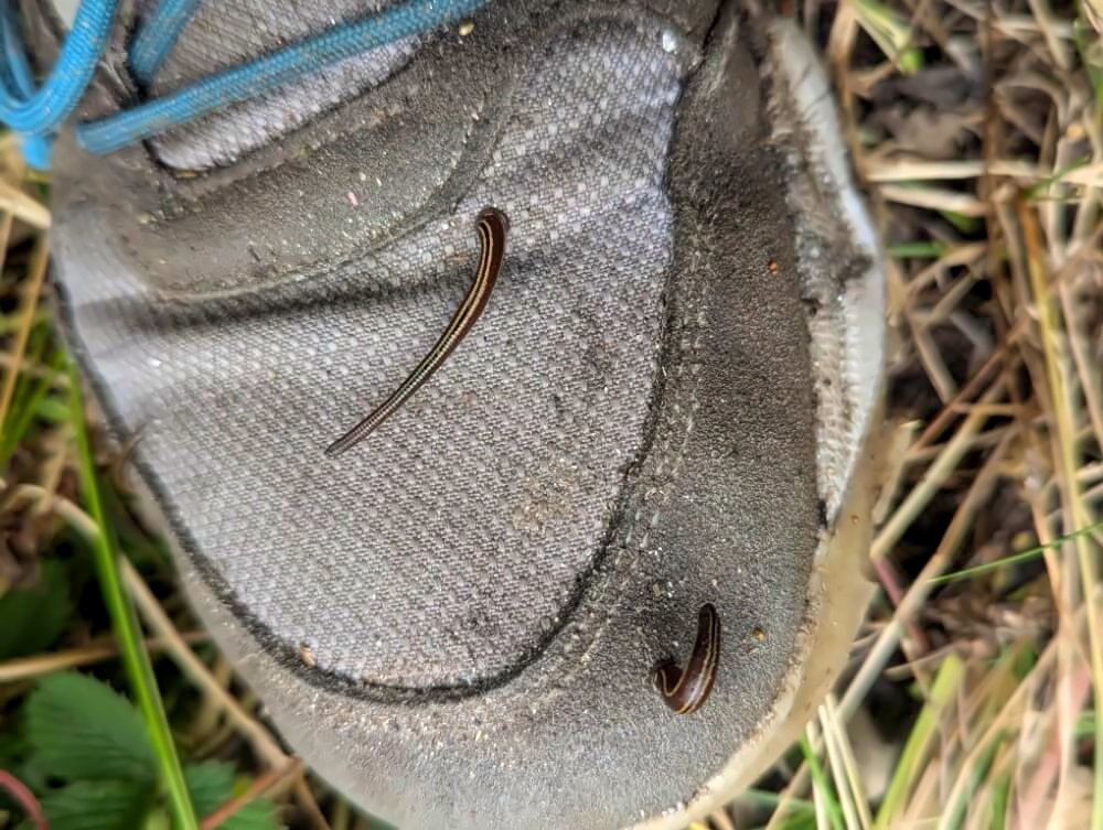 Blutegel auf Wanderschuh beim Trekking im Monsun.